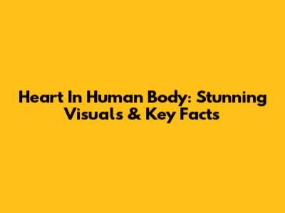 Heart In Human Body: Stunning Visuals & Key Facts