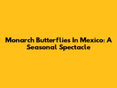 Monarch Butterflies In Mexico: A Seasonal Spectacle