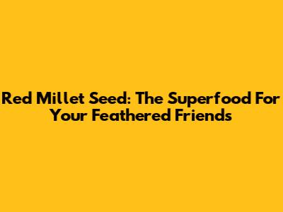 Red Millet Seed: The Superfood For Your Feathered Friends