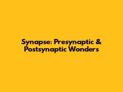 Synapse: Presynaptic & Postsynaptic Wonders